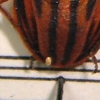 Graphosoma euro-mediterranei